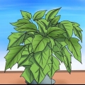 Hou 'n poinsettia lewendig tot volgende kersfees
