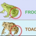 Een kikker van 'n pad onderscheiden