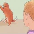 Een krolse kat kalmeren