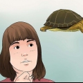 Een landschildpad versorgen