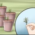 Deel 'n laventelplant