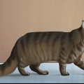 Een maine coon identifiseer