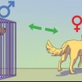 Een mannelijke hond kalmeren as 'n vroutjie loops is