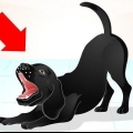 Een ondeugende labrador trainen