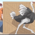 Een ontmoeting met 'n struisvogel oorleef