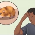 Een ontsnapte hamster vangen