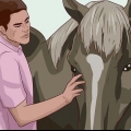 Een paard beleren