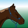 Een paard borstelen