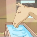 Een paard voer