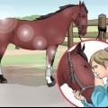 Een paardenhoef uitkrabben