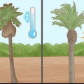Plant 'n palmboom