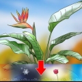 Snoei 'n paradys pleister plant