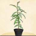 Plant 'n perskeboom