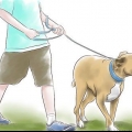 Een pitbull opvoeden