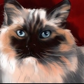 Een ragdoll herkennen