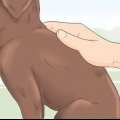Een rasechte labradorpuppy identifiseern