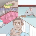 Een rat versorgen