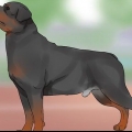 Een rottweiler identifiseer