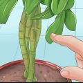 Snoei van 'n schefflera-plant