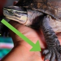 Een schildpad versorgen