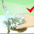 Een schildpad wassen