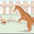 Een shiba inu hondjie kies