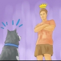 Een siberiese husky trainen