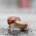Een slak as huisdier hou