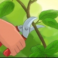 Snoei 'n sneeubalplant