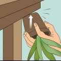 Herleef 'n sterwende aloe vera-plant