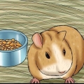 Een stervende cavia versorgen
