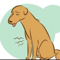 Een stervende hond herkennen