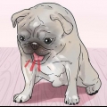 Een stukkies hond red