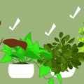 Die maak van 'n terrarium