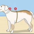 Brei 'n trui vir 'n hond