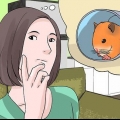 Een verdwaalde hamster vind