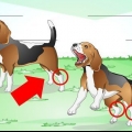 Hoe om 'n verstuite enkel by 'n hond te behandel