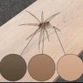 Herken 'n vioolspinnekop