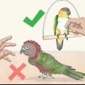 Een vogel aaien