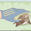 Een vogel met 'n gebroken vleugel help