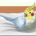 Een vogel wassen
