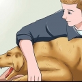 Een ''vossenstaart'' uit die neus van 'n hond verwyder
