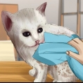 Een weeskatje wassen