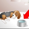 Een zieke hond help drinken