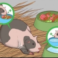 Een zwangere cavia help