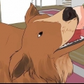 Een zwangere hond wassen