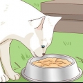Een zwerfkat adopteren