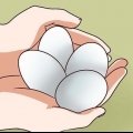 Eiers pasteuriseer
