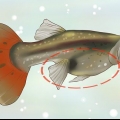 Erachter kom of je guppy zwanger is