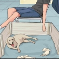 Ermee gaan om wanneer 'n moederhond haar hondjies afwys